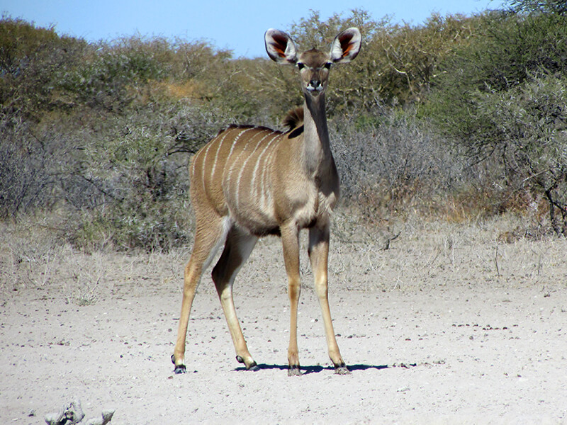 A beautiful young female Kudu. Fortunately, it is a prey that is not much sought after by hunters