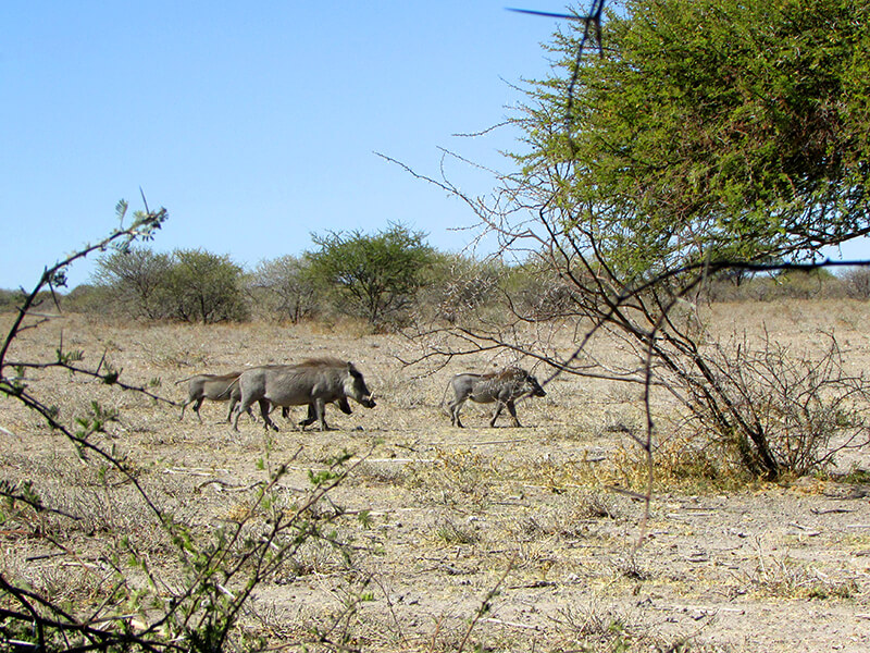 Botswana hunting: family of warthogs roams the savanna unaware of the hunters' presence