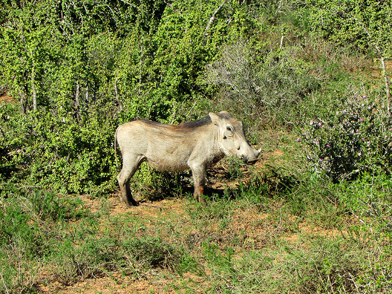 The warthog, sought after for its excellent meat and its beautiful trophy
