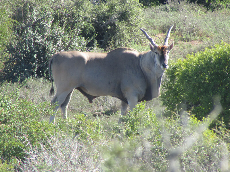 Massive bull of Eland Africa a challenging hunt for every hunter