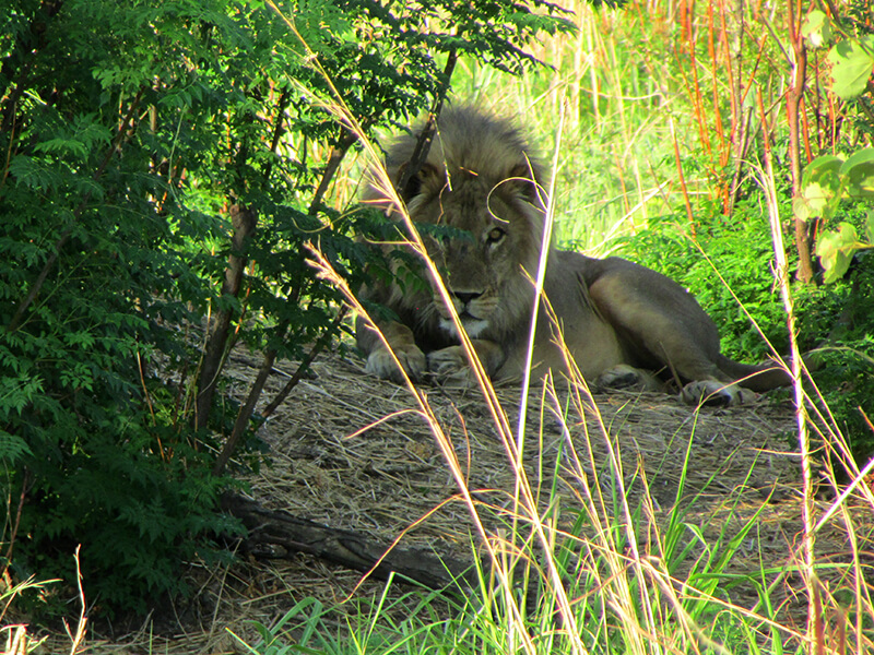 Beautifoul Lion Zimbabue Montefeltro hunting safaries
