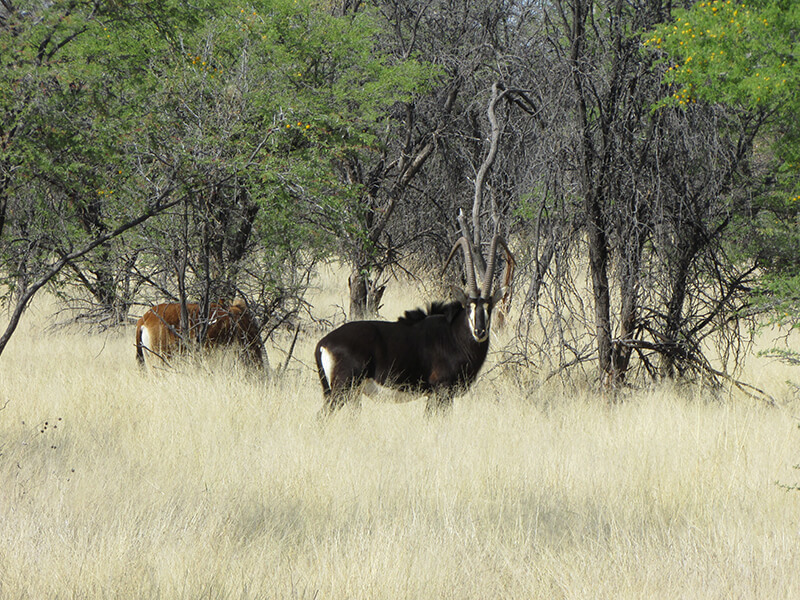 Marvellous bull of Sable in the middle of the bush in sSout african Montefeltro safari