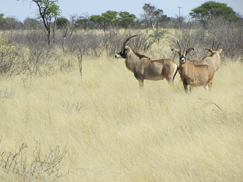 bull of Roan antelope in the bush Africa a beautilfoul trophi for hunters