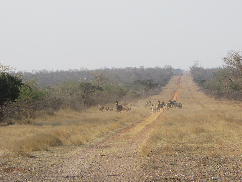 Herd of zebras in the bush seen from one of Montefeltro's vehicles