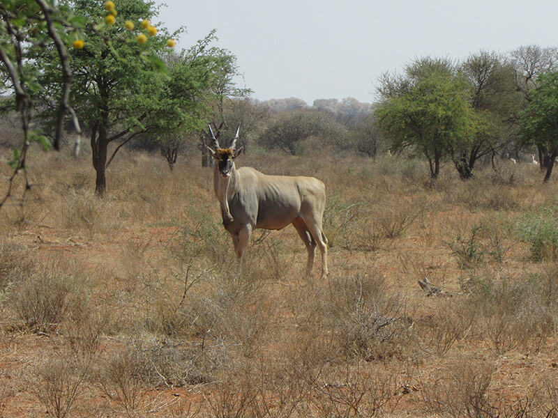 Beautiful eland sought in the bush
