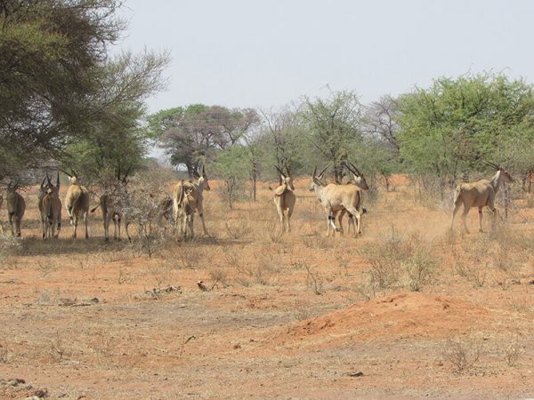 Family of Eland grazing together in South African safari stalked by hunters