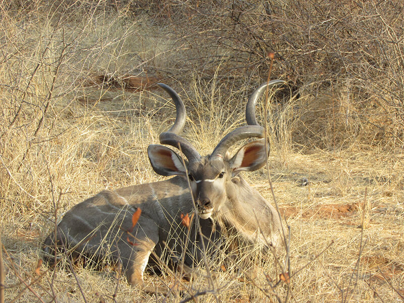 Kudu resting peacefully sought during a Montefeltro safari, South Africa