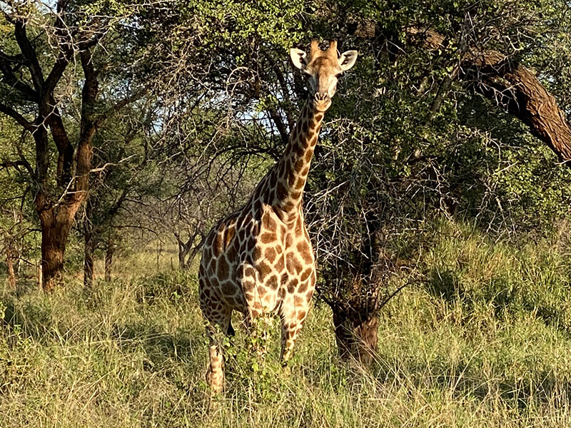 Giraffe grazing in the savanna bush during a South African safari