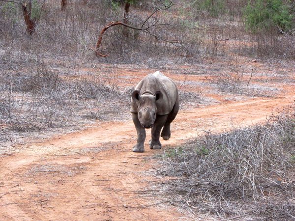 Montefeltro hunting in Africa Zimababwe RHINO