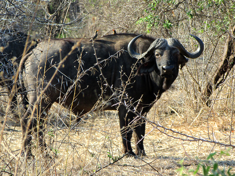 African buffalo hunting Montefeltro trips