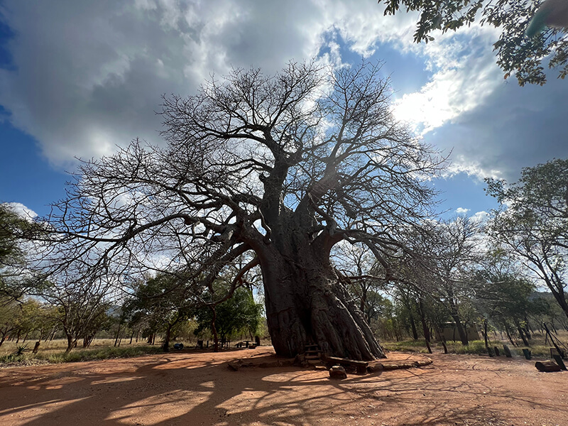 Baobab tree in South Africa against a vibrant cloudy sky