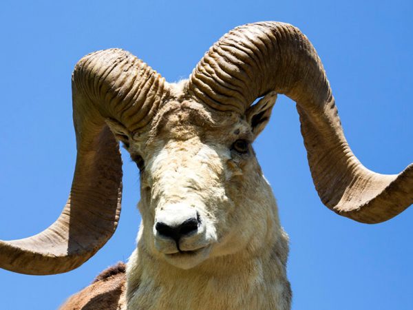 Marco Polo sheep Montefeltro trophies