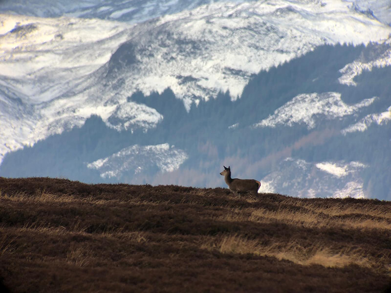 deer female on the Scotland's mountains