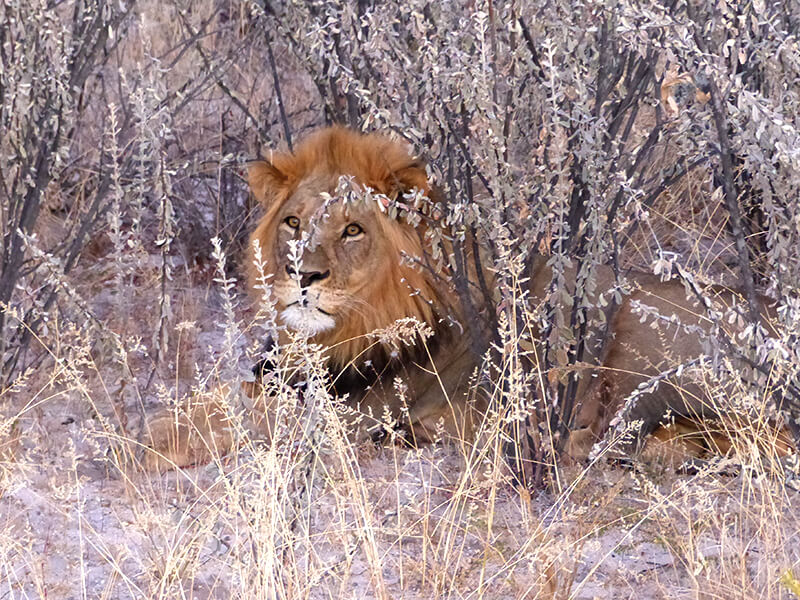 A male lion, the most coveted prey by hunters in a botswana safari