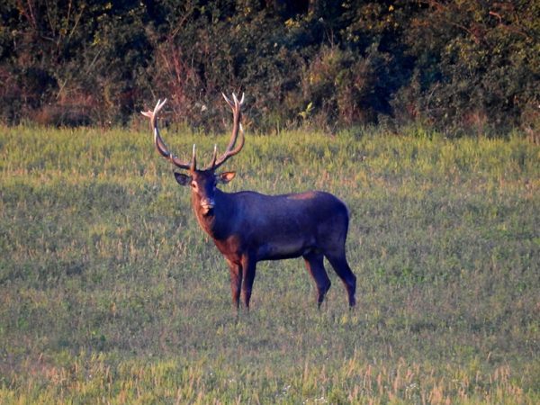 a beautiful bull of european deer stands waiting his hunter
