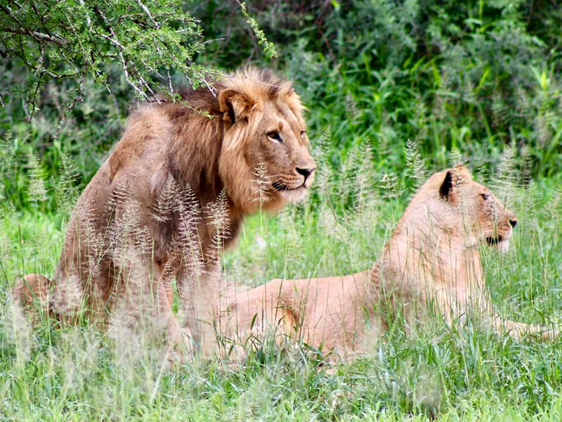 Lion and lioness Montefeltro hunting trip Zimbabwe