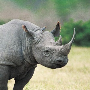 hunting rhinos
