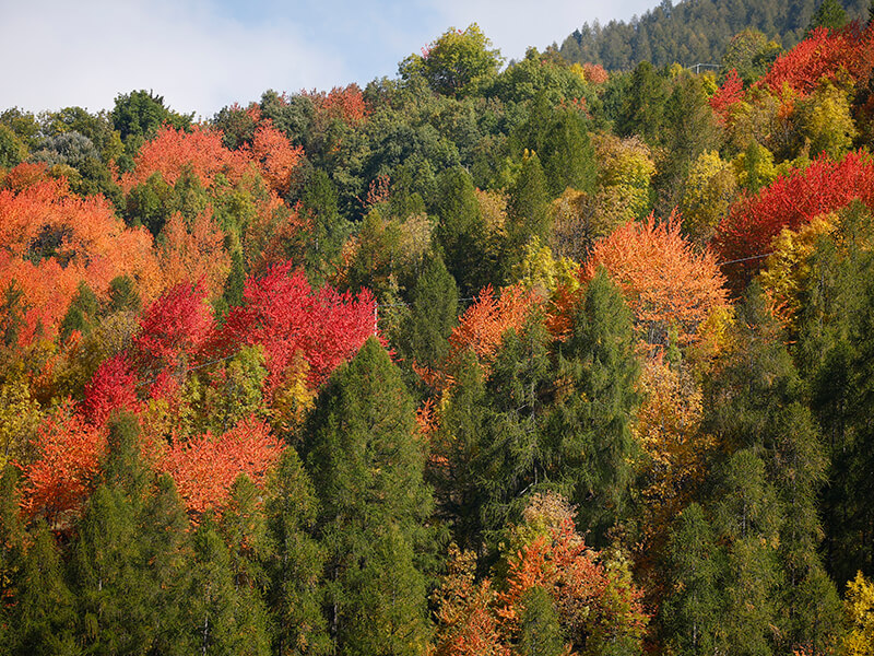 Autumn foliage is the scenary of this incredible hunting trip in Italy