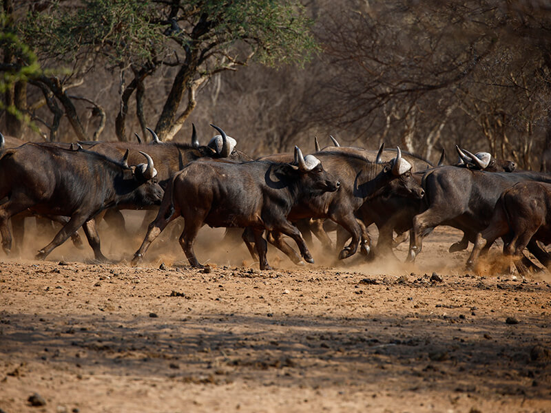 herd of cape buffalos, a dangerous hunt for every hunter