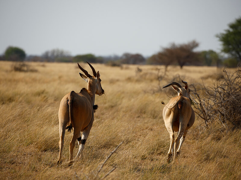eland stalked by hunters