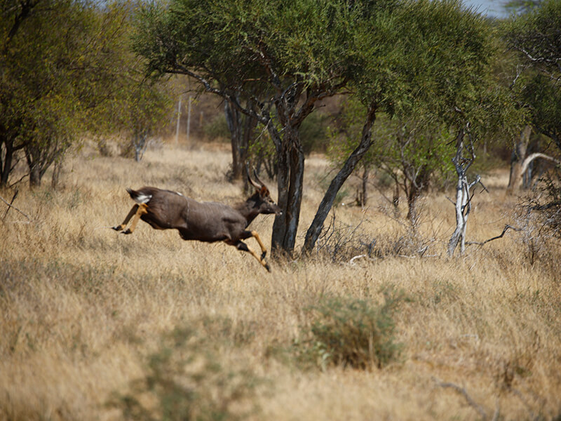 In the dense bush, an antelope specimen flees