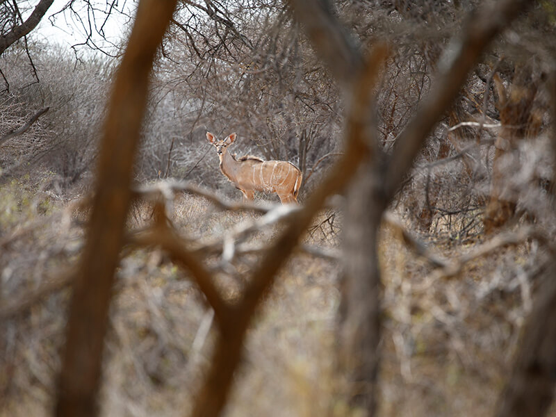 a shy beautiful kudu female hiding in the bush