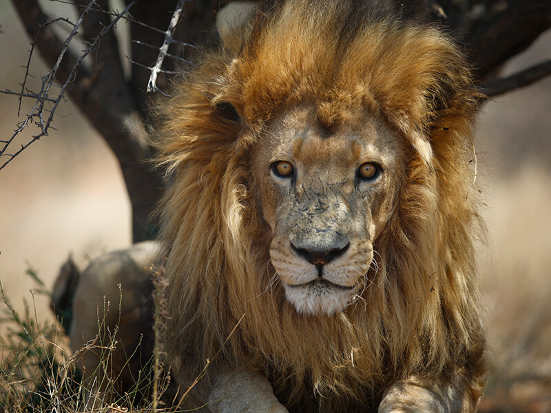 Male of lion sought during aone of the Montefeltro safaries in South Africa