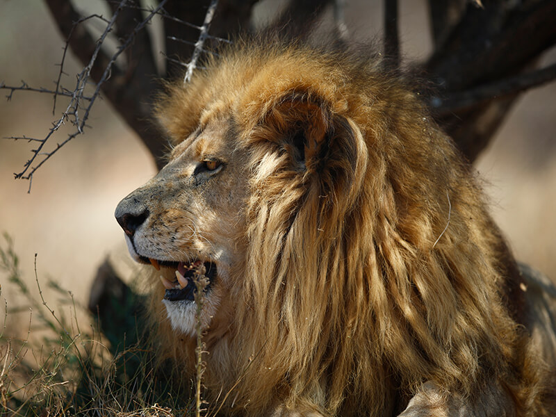 The Lion, king of the savannah the best prize for a hunter