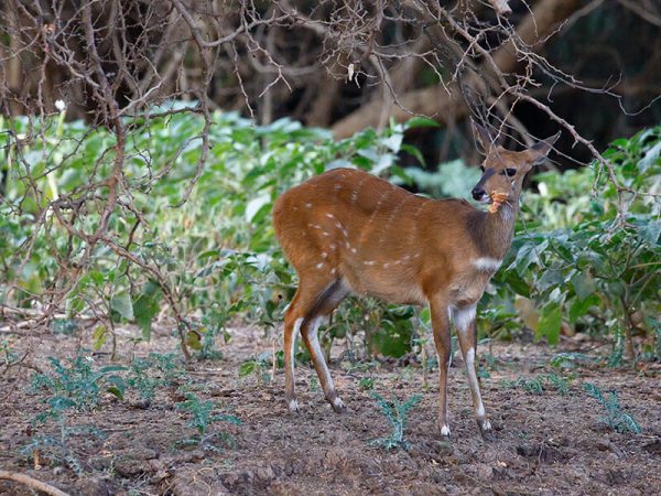 South African antelope