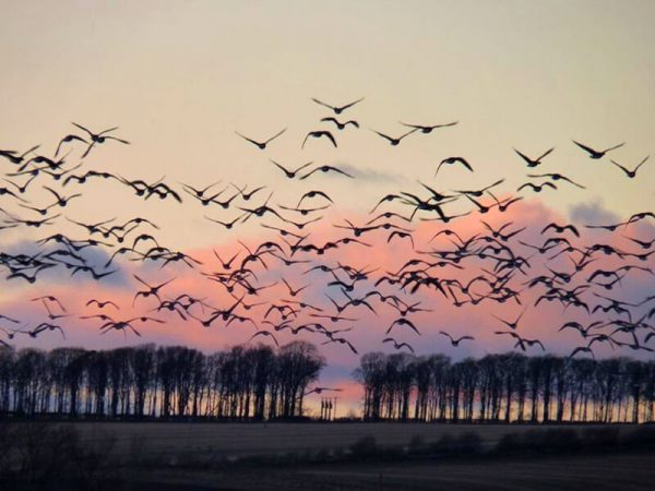 Hunting in Scotland