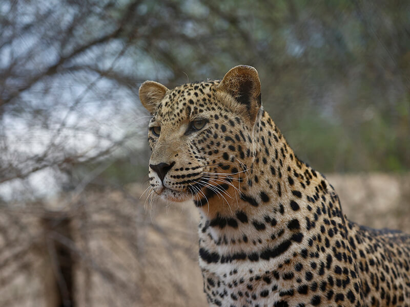 South African Leopard