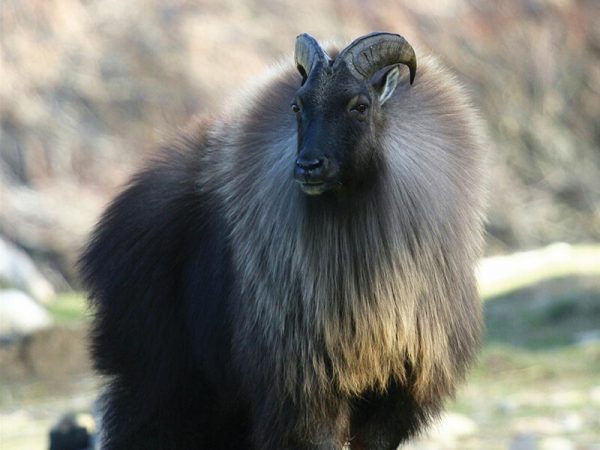 Hunting in New Zealand the Tahrs