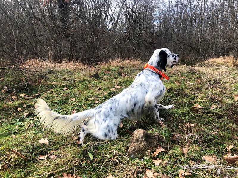 Our client's beautiful setter on point on the woodcock