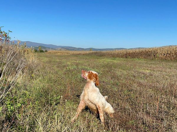 A setter in MAcedonia stalking a prey