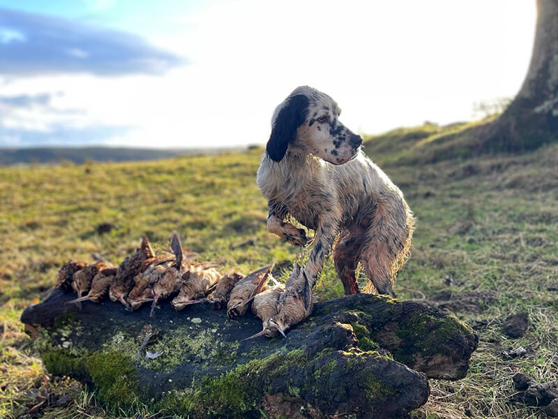 hunting woodcocks in Scotland