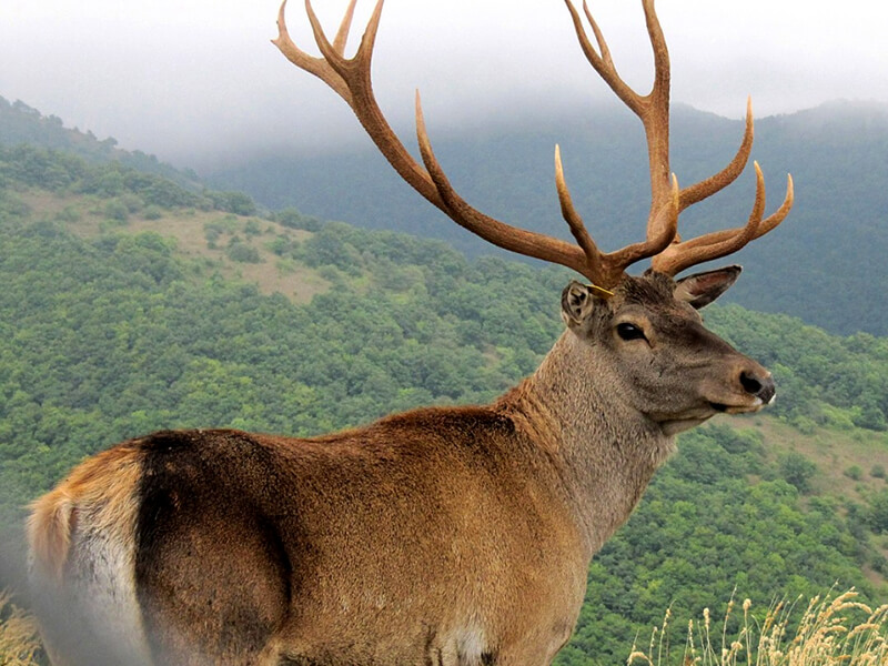 Maral deer Kazahstan