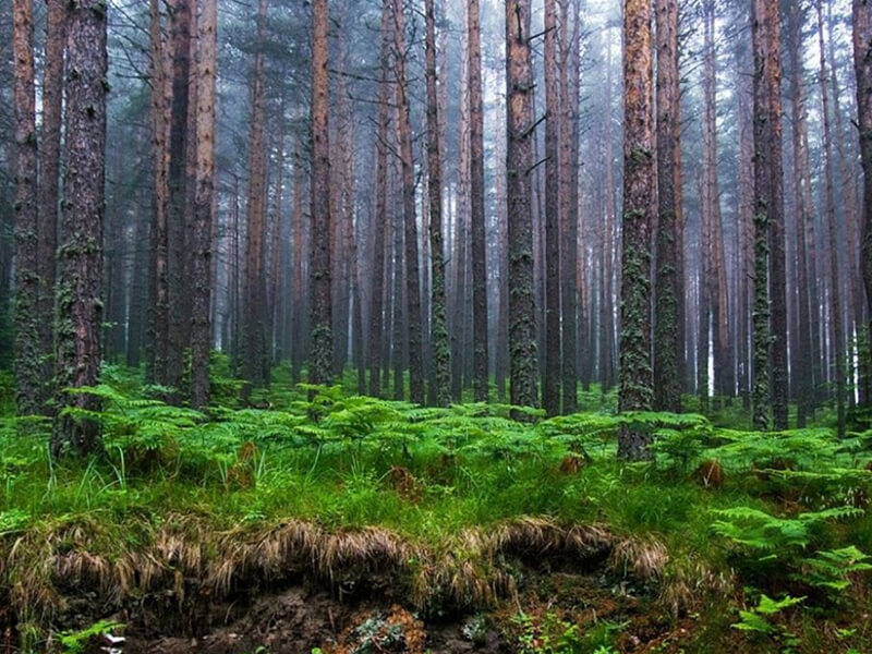 stunning forest of bulgaria are perfect for hunting