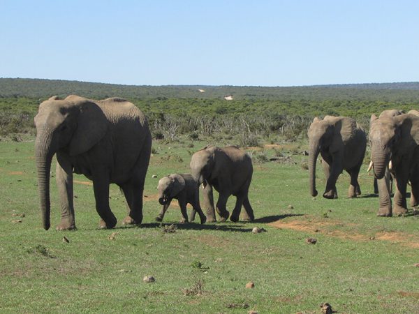 herd of Elephants reaching the water