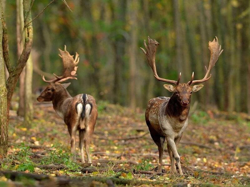 Hunting fallow deer in Bulgaria