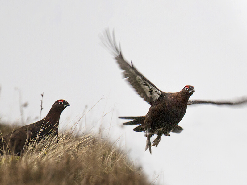 The famous grouse of the Scotland's moors