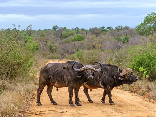 Cape Buffalos named Dagga Boy hunting trip
