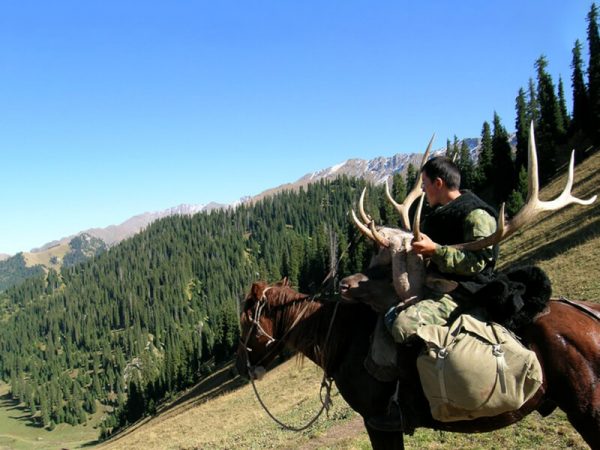Maral deer Montefeltro hunting Maral deer