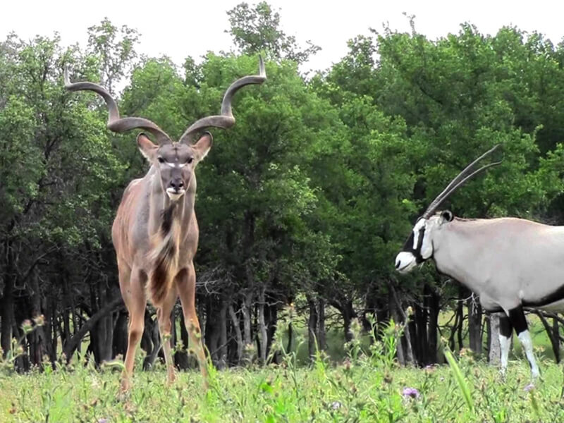 A kudu and an oryx in Botswana, two of the most sought-after antelopes by hunters