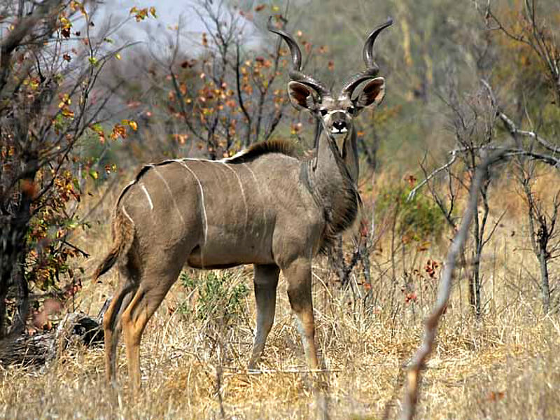 Hunting kudus in Zimbabwe