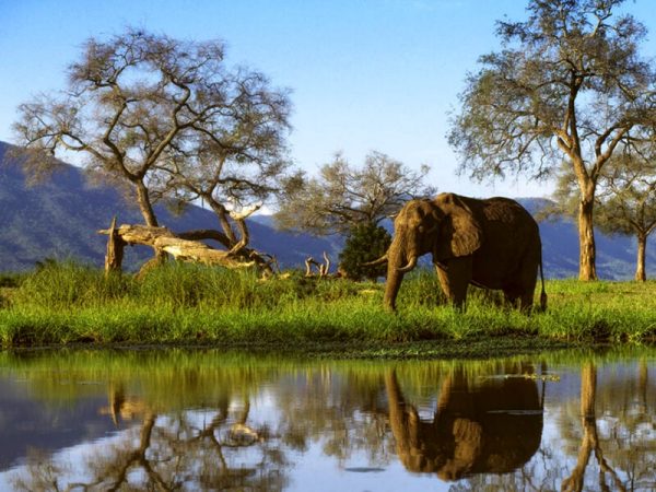 Elephant in Zimbabwe