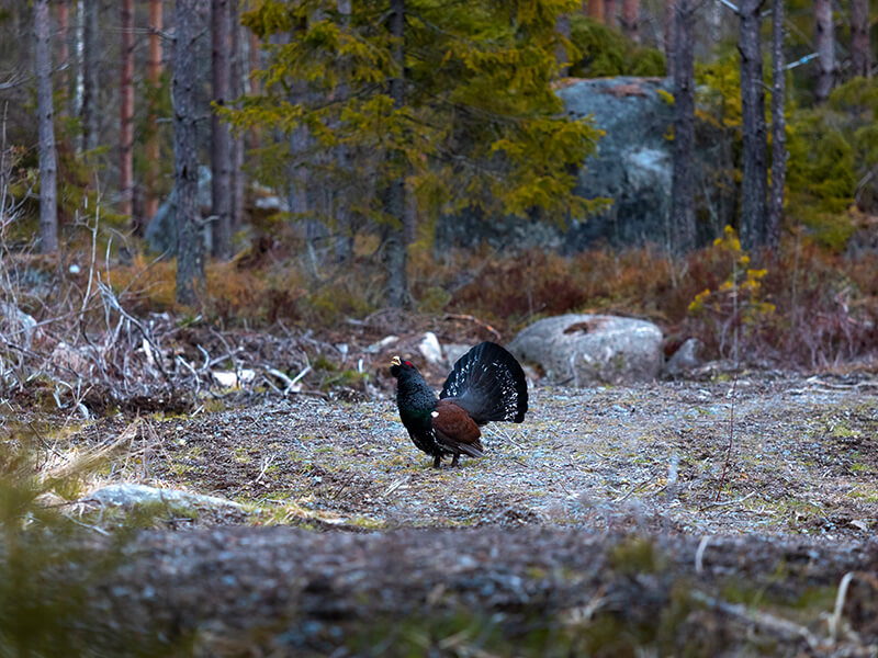 One of the wonderful capercaillies that we hunt in the forests of Bulgaria