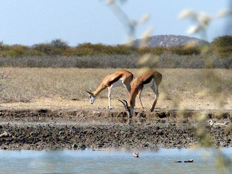 hunters stalking sprinboks near the water