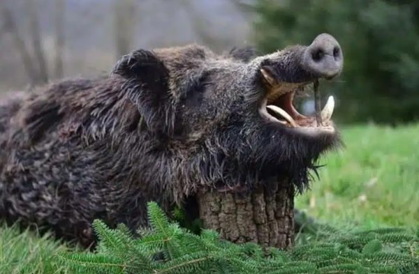 Bulgarian-Wild-Boar