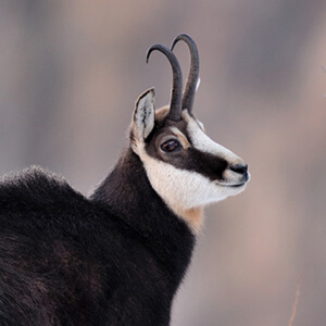 hunting chamois