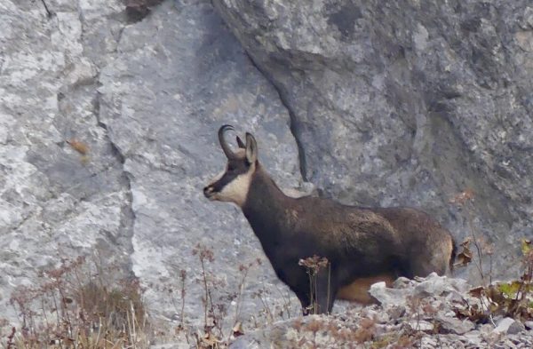 Hunting-chamois-in-the-Alps-italy